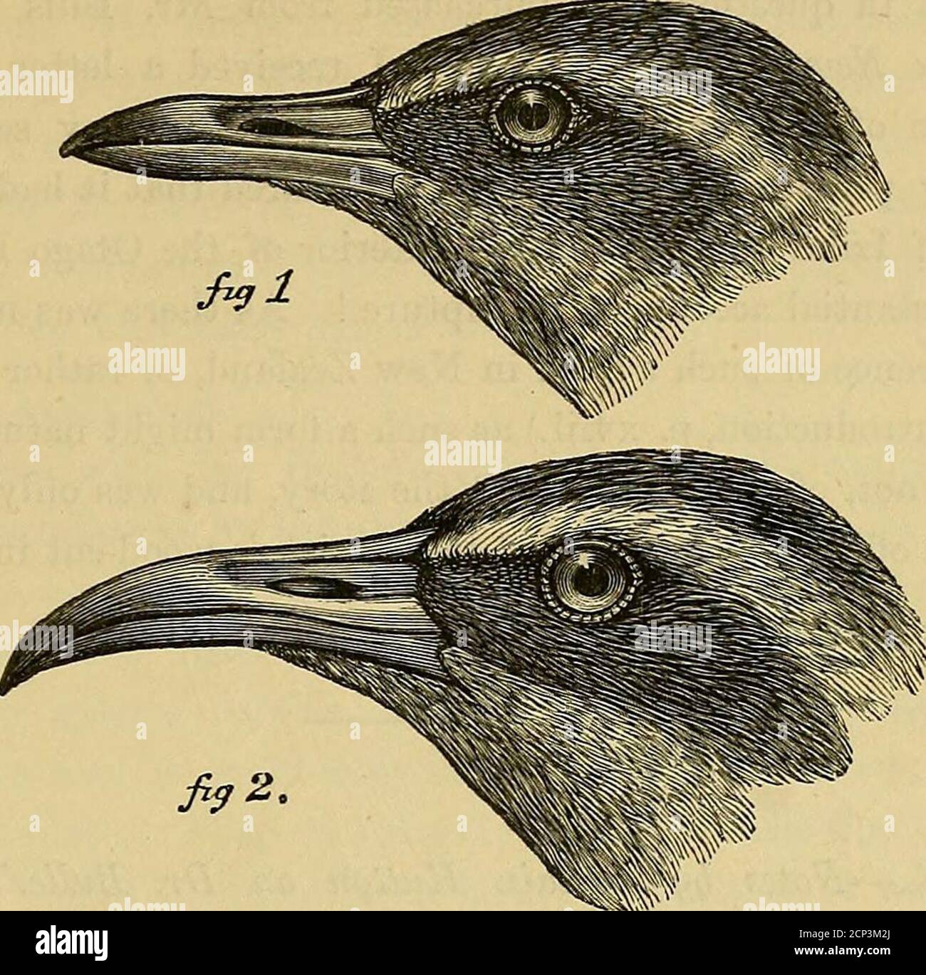 . Transactions and proceedings of the New Zealand Institute . o similar are they that itappears to me doiibtful whether E. dieffenhachii should be retained as adistinct species. Starting, therefore, with the assumption that Eallusdiffenhachii and E. 2yhilippensis are the same—in which he is entirely wrong—he proceeds to prove that Eallus modestus belongs to a different sub-genusfrom Rallus philip&gt;pensis. He gives a figure to show that the bill ofE. modestus is much more slender and longer in proportion to the size of thebird than in E. philippensis and indicates other points of difference. Stock Photo