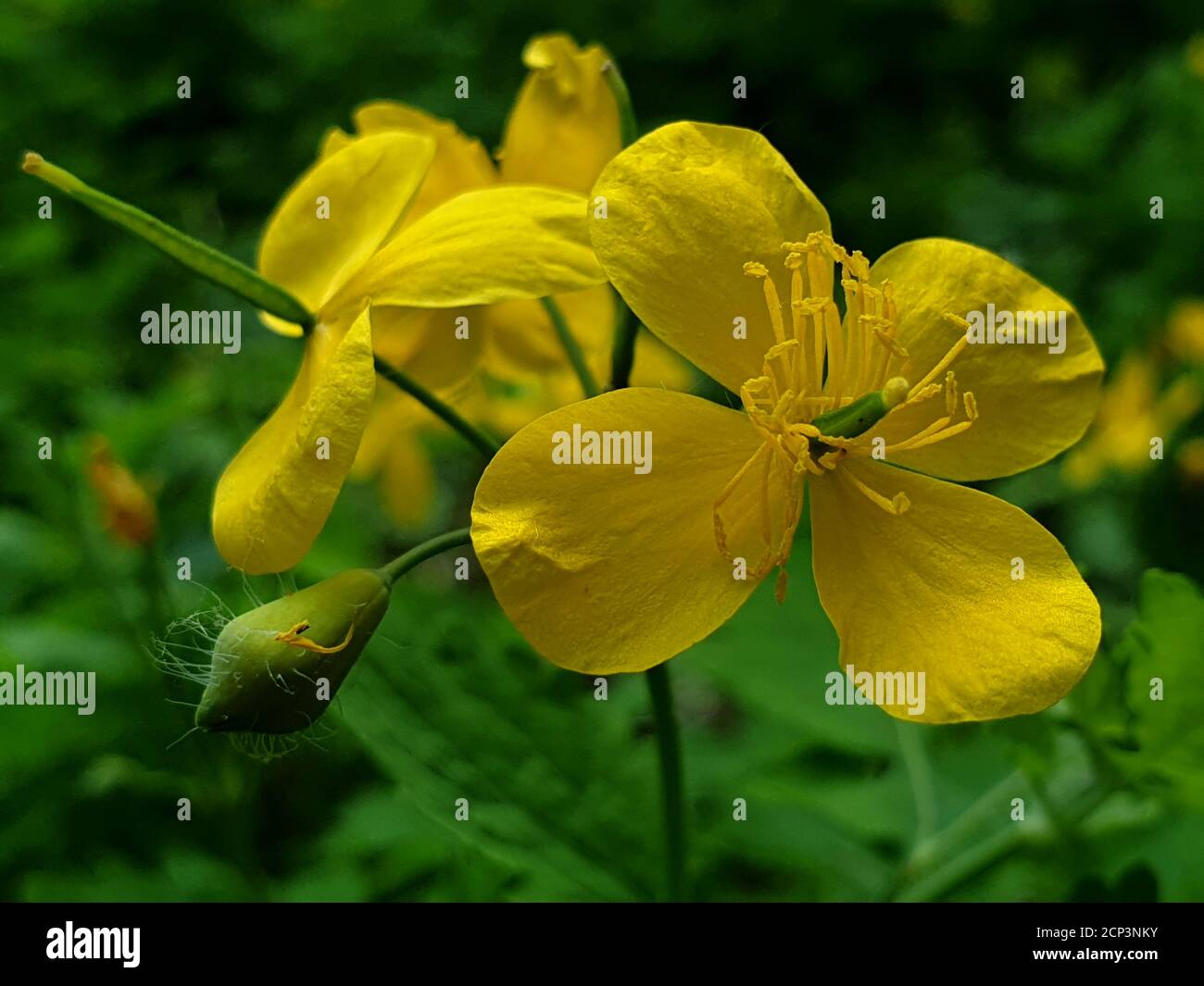 Small field yellow flowers on a green background Stock Photo