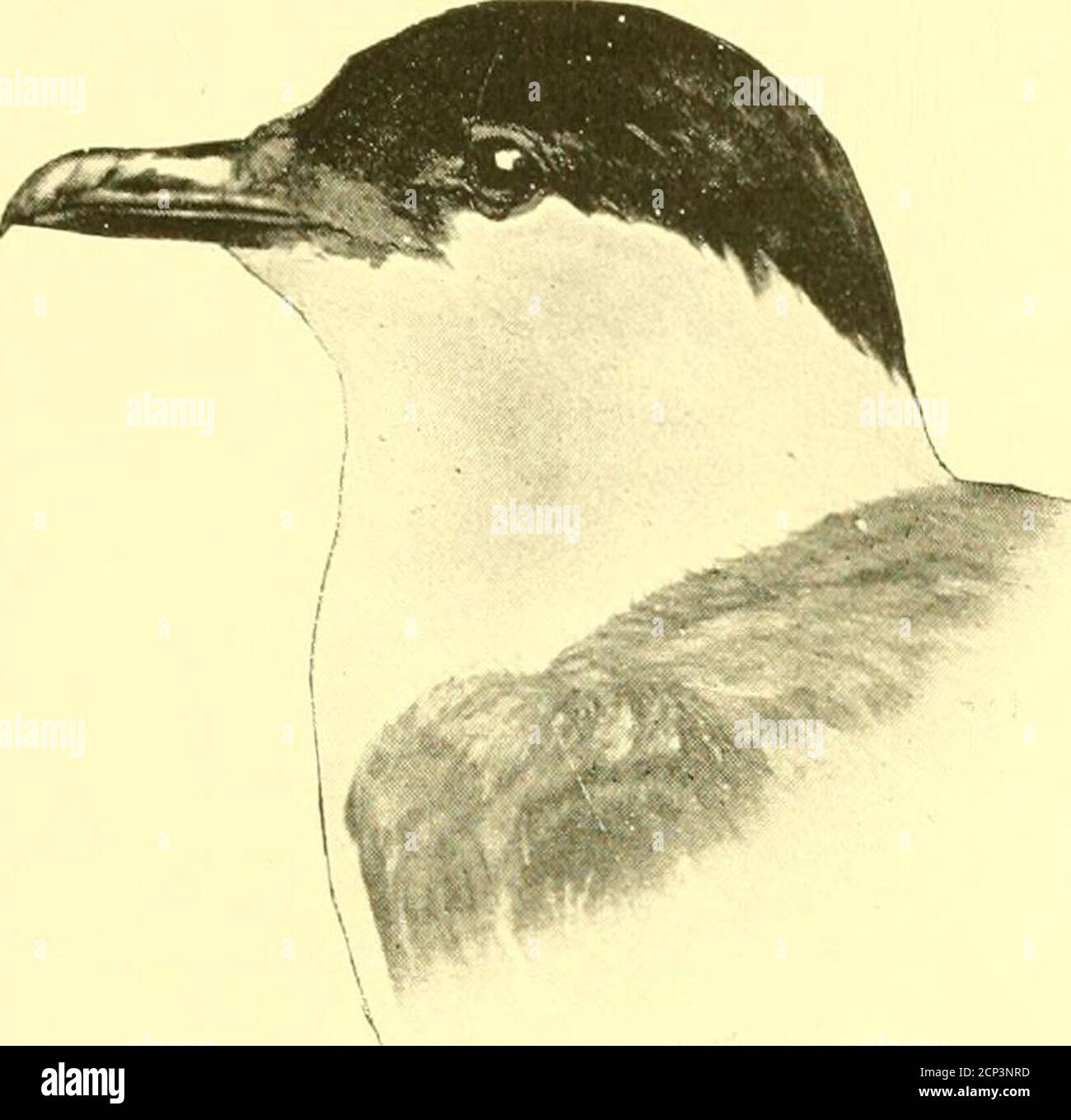 K And Ks Hi Res Stock Photography And Images Page 13 Alamy