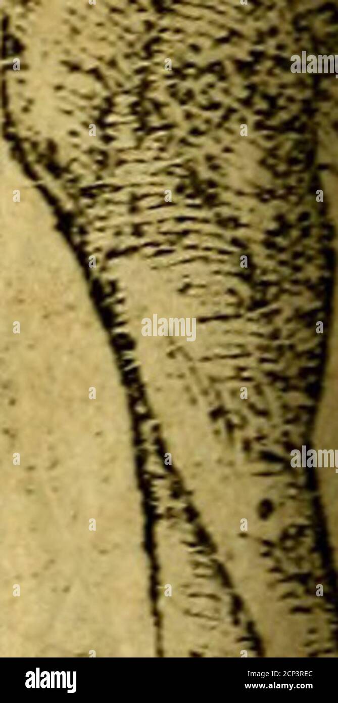 6t High Resolution Stock Photography And Images Page 4 Alamy