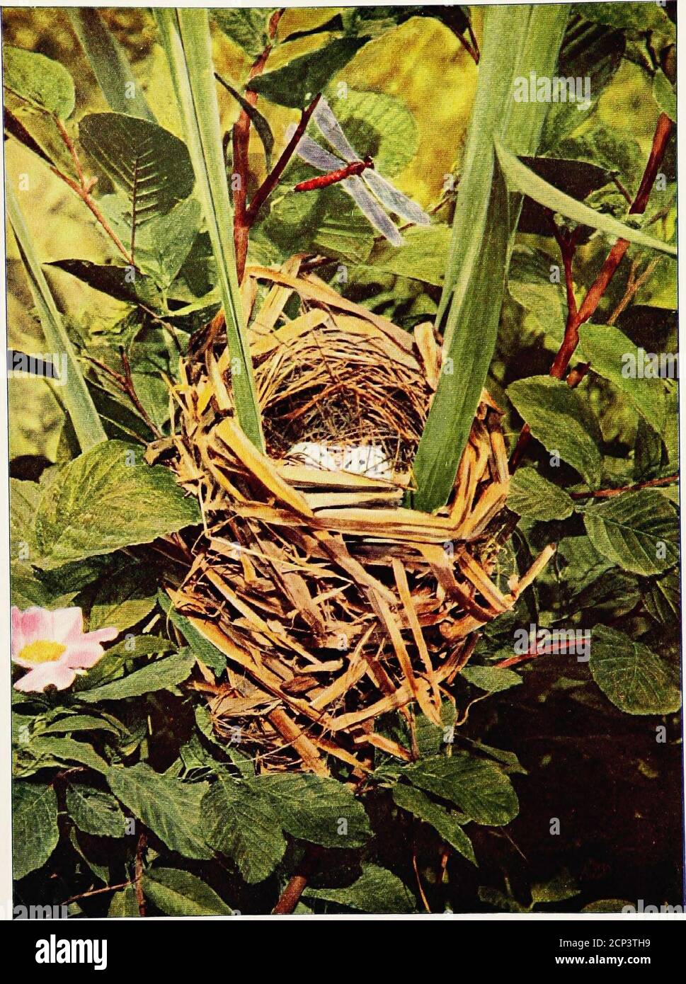 . Bird homes : The nests, eggs and breeding habits of the land birds breeding in the eastern United States with hints on the rearing and photographing of young birds . , Chapter II.78. tJEoT OF RCU WINGED BLACKBIRD. Globular Nests in Marsh-Grass, Reeds, etc. Part II.—GLOBULAR NESTS IN MARSH-GRASS,REEDS, ETC. 724. Short-billed Marsh Wren: Cistothorus stellaris (Licht.) Adult—Black and brown streaked with buff and white ; underparts white or whitish tinged with buff. Length—4.00. Breeding Range—The Eastern States from New Hampshire andManitoba southward. The nest, which is globular or spherical, Stock Photo