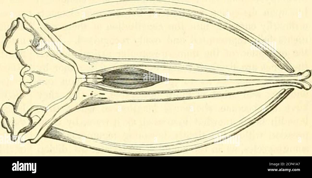Proarticulates . The museum of natural history, with introductory essay on the natural ...