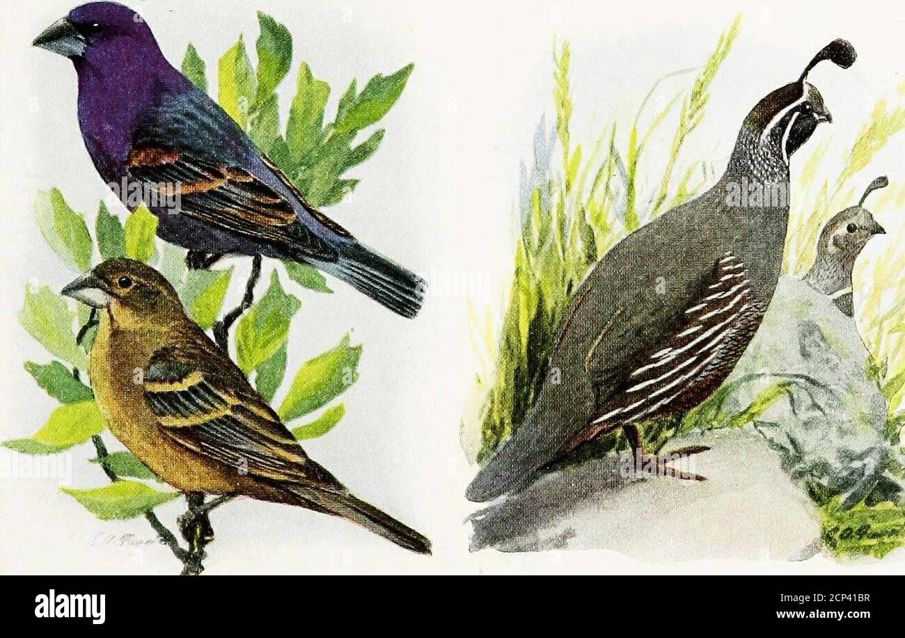 . The book of birds : common birds of town and country and American game birds . N. Vesper SparrowBlue Grosbeak Male, upper; female, lower Cardinal Male, upper; female, lowerCalifornia Quail 23 BREWERS BLACKBIRD (Euphaguscyanocephalus) Length, 10 inches. Its glossy purplish headdistinguishes it from other blackbirds that donot show in flight a trough-shaped tail. Range: Breeds in the West, east to Texas,Kansas, and Minnesota, and north to southernCanada; winters over most of the UnitedStates breeding range, south to Guatemala. Habits and economic status: Very numerousin the West and in fall g Stock Photo