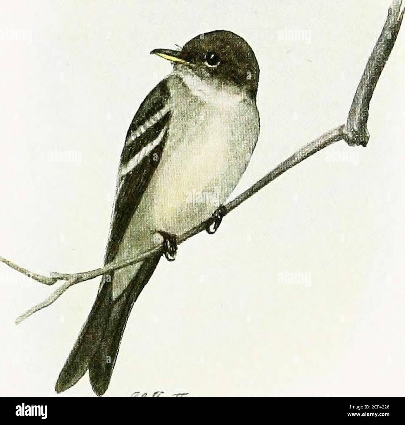 Stork | Migratory Bird, Nesting Habits \u0026 Diet | Britannica, image size:1300x1363