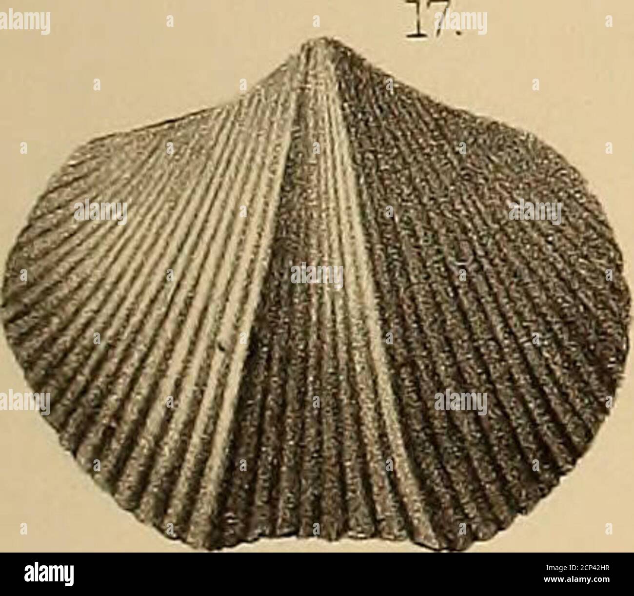 . Report of the Geological exploration of the fortieth parallel . 14 ...