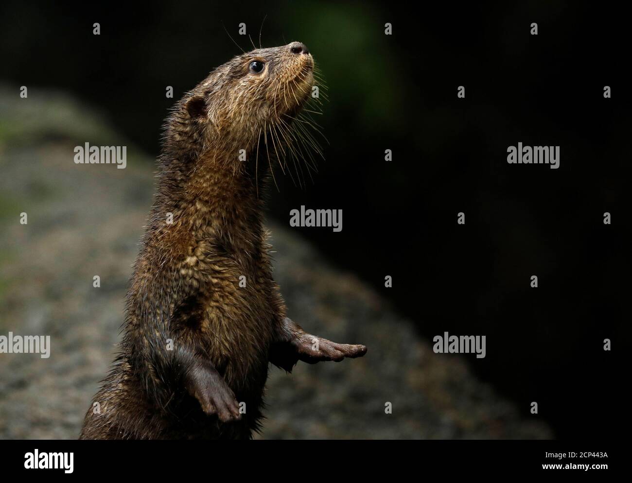 An Asian small-clawed otter, one of the 14 birthed at the Singapore Zoo and Night Safari, is pictured during a media tour to showcase newborn animals at the Singapore Zoo January 11, 2018. REUTERS/Edgar Su Stock Photo