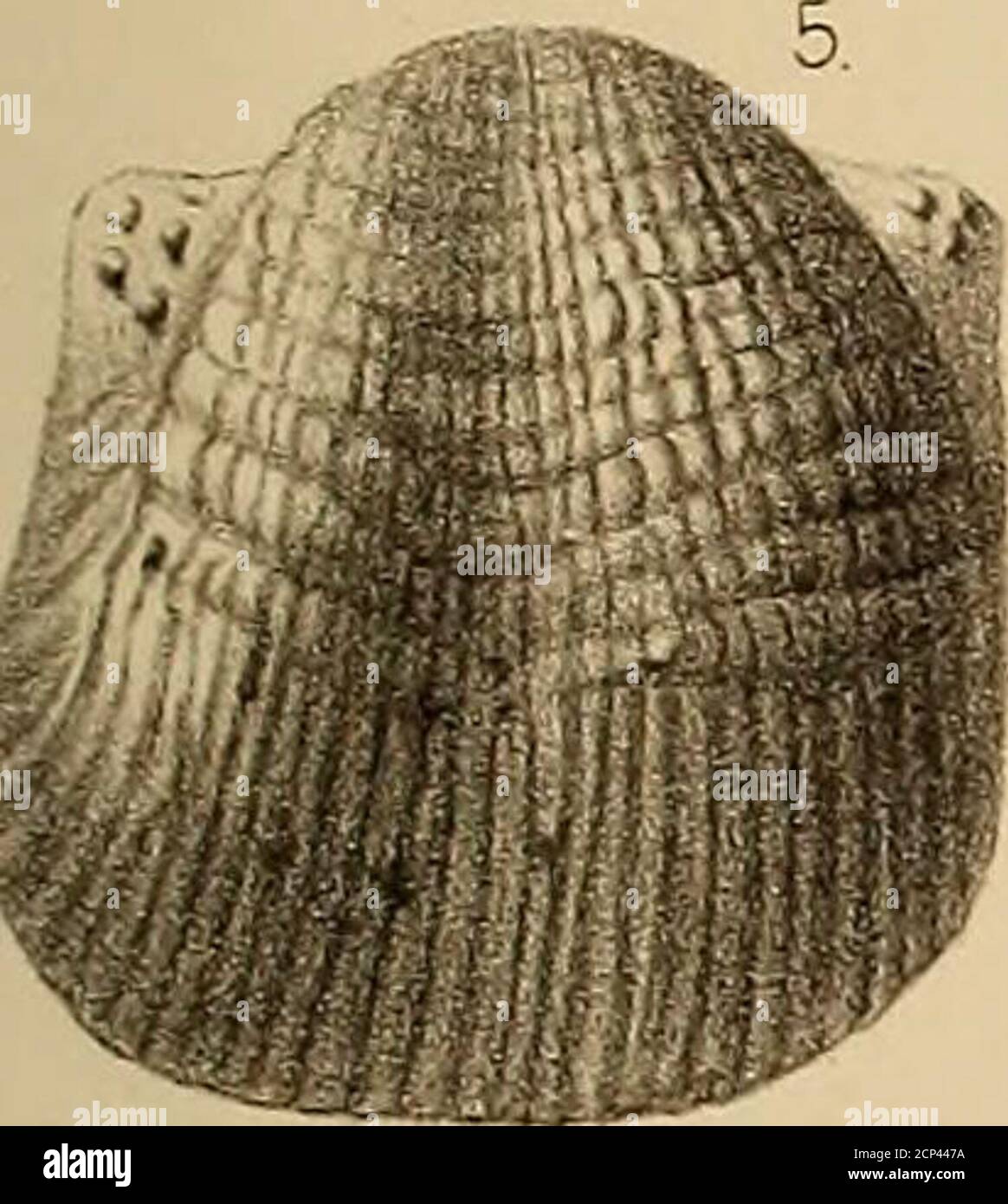 . Report of the Geological exploration of the fortieth parallel Stock ...