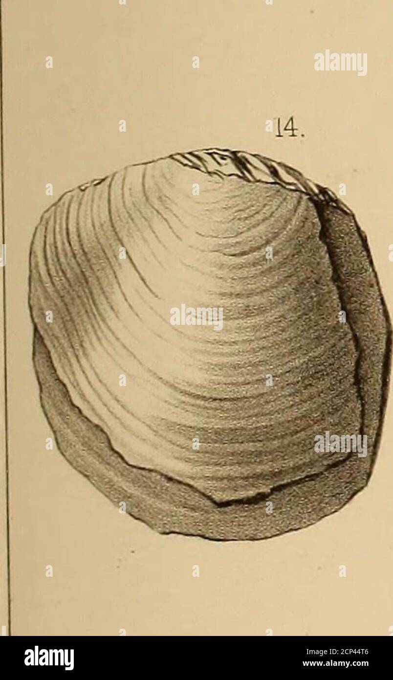 . Report of the Geological exploration of the fortieth parallel . 13. 4 ...