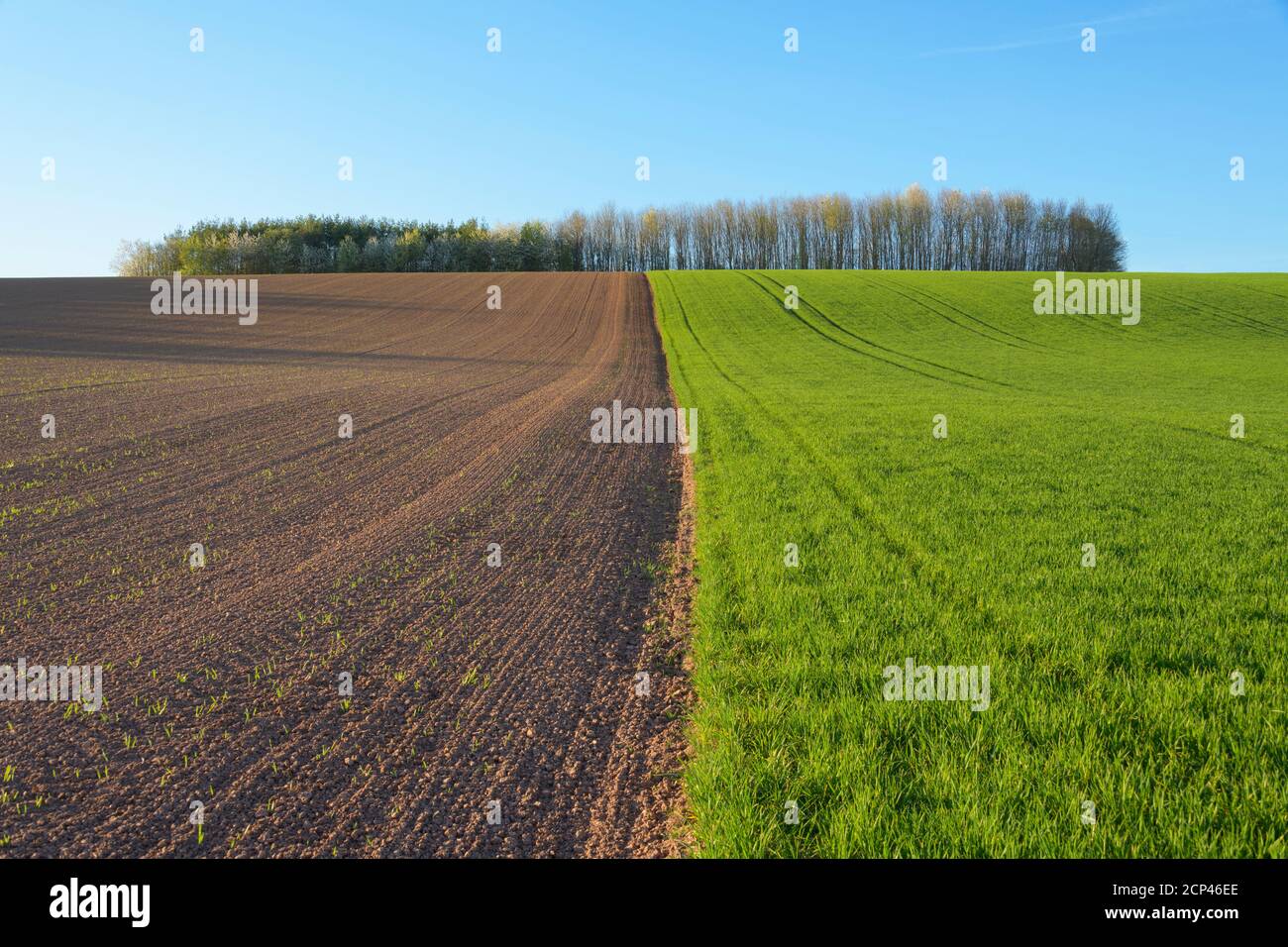 Landscape, field, grain field, hill, spring, Triefenstein, Main-Spessart district, Bavaria, Germany Stock Photo