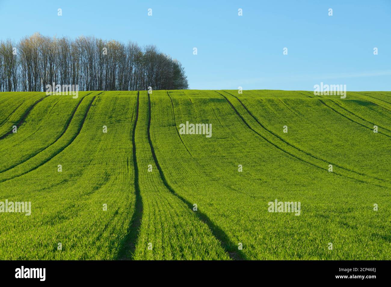 Landscape, field, grain field, hill, spring, Triefenstein, Main-Spessart district, Bavaria, Germany Stock Photo