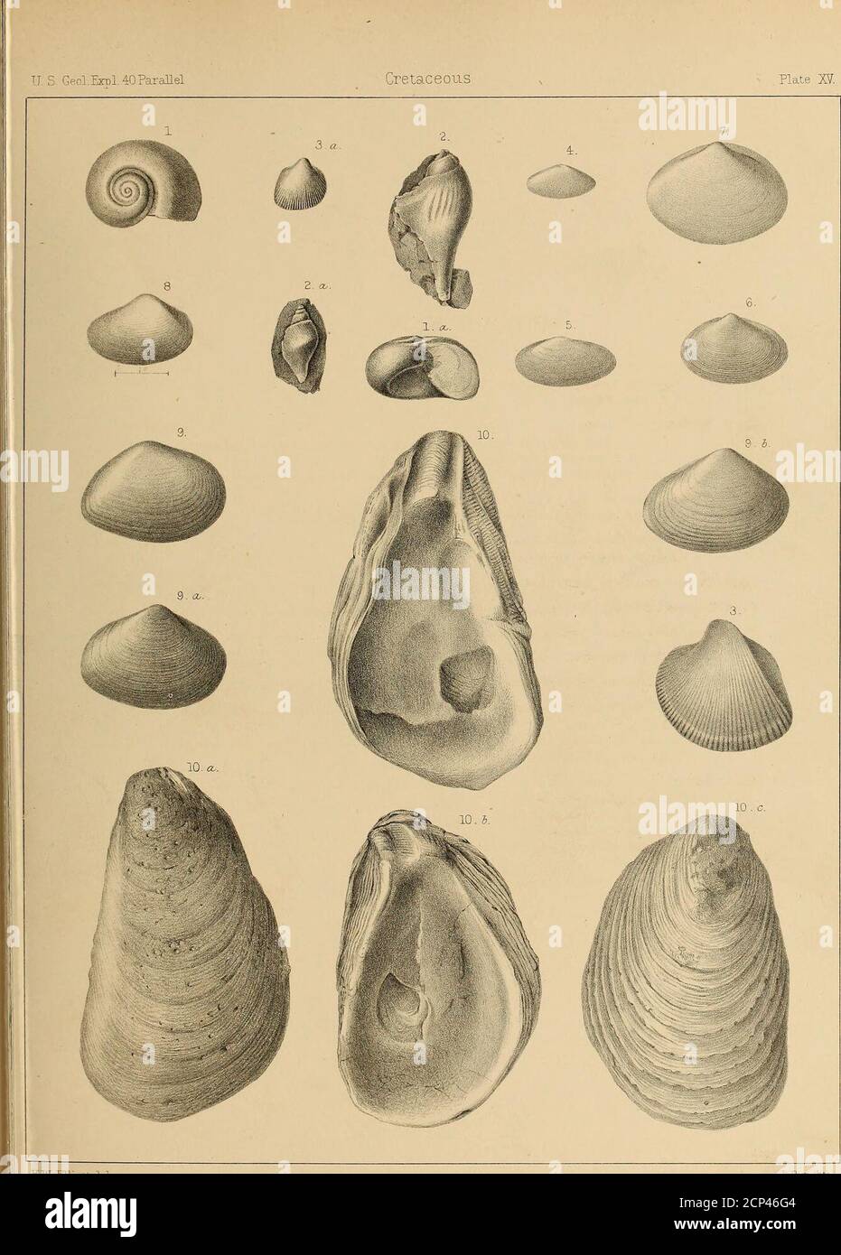 . Report of the Geological exploration of the fortieth parallel . and the outlineof the lip not clearly seen..c i/2a. A smaller specimen, with the lip and the extremity of the canal broken away. Fig. B.^Cardium curtum : ; 151 . r^&lt;j Left view of one of the largest specimens, which is an internal cast. Fig. Sfa. Cardidm subcurtum 152 fS-- • A small specimen, right side view. Fig. 4. Tellina MODESTA. Cast of left valve . 157 V Fig. 5. Tellina ? modesta. Cast of a larger left valve, possibly of this species 157 Fig. 6. Tellina? isonema. Left view of a cast of exterior 156 vFifi^.Cyprimeria? s Stock Photo