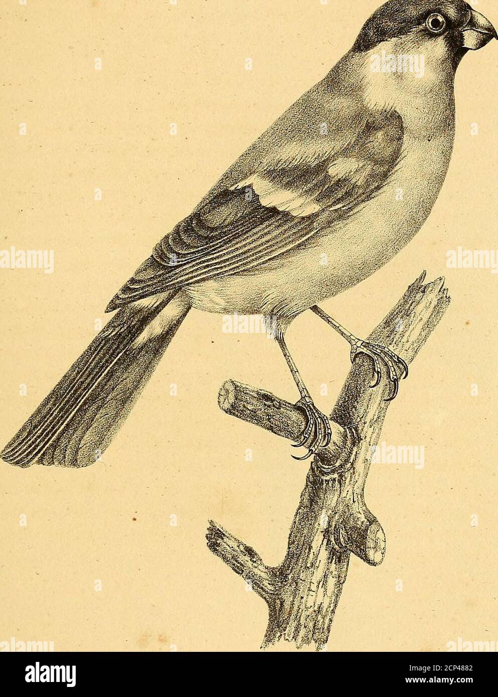 La Galerie Des Oiseaux Uu Y Ixt A C Uti Lt R A 2 V Uxnhyaxxj Oaiaouiticou Ui Uiular I J I I Ir D Yr Ns 7iu I Y Mn I I Ri A A Uu E Reuh Ysm P Eakaaa C U U Paou Z I Zi I I I Iii