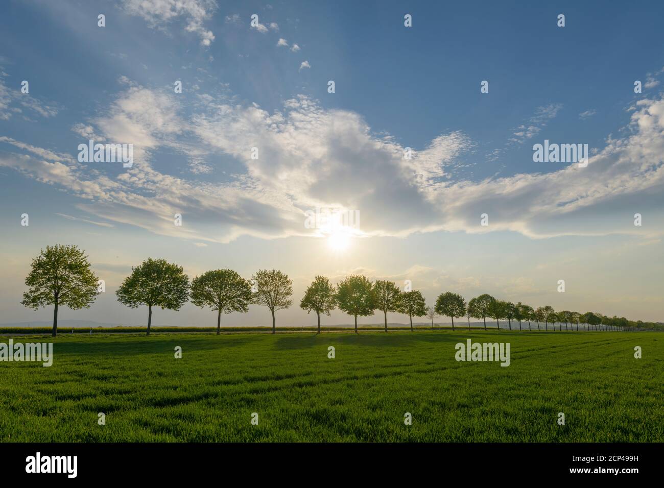 Tree trees field evening hi-res stock photography and images - Alamy