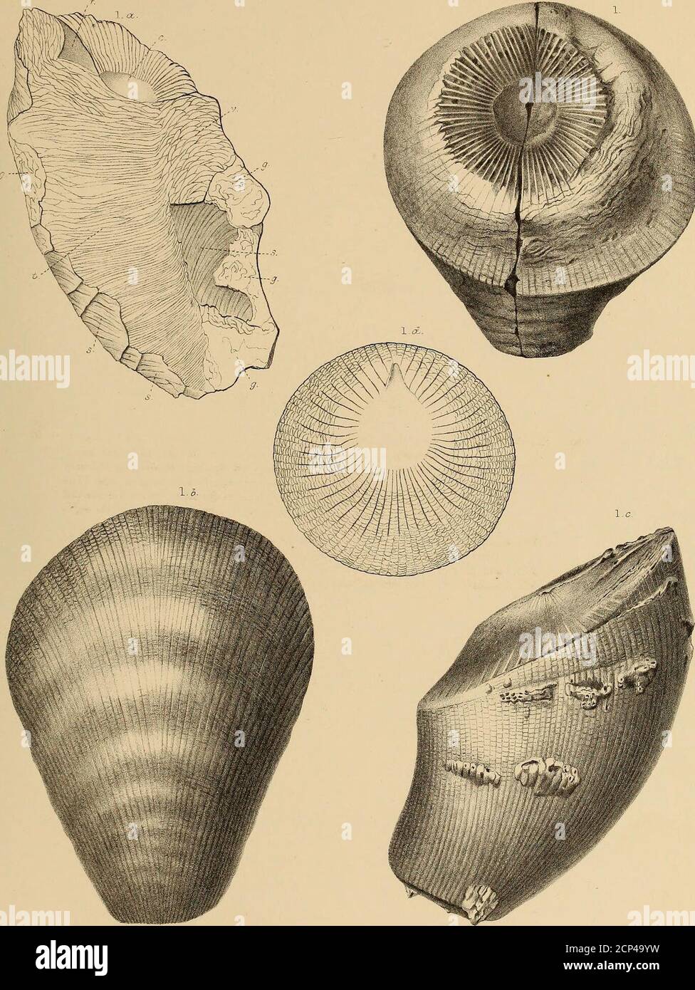 . Report of the Geological exploration of the fortieth parallel . HW ...