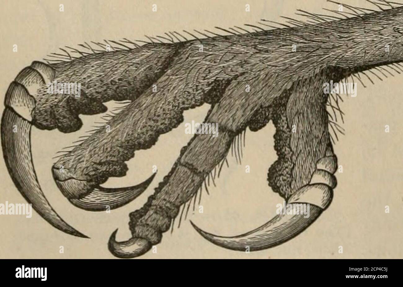 . Key to North American birds. Containing a concise account of every ...