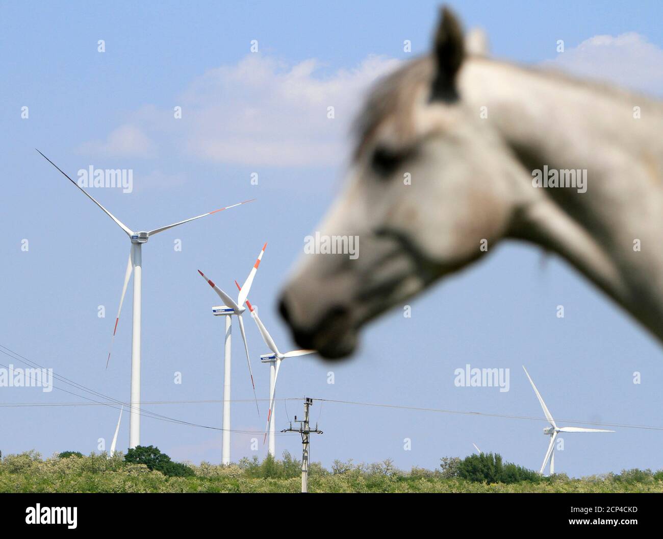 A horse is seen in front of wind turbines in a wind farm near the town of Babolna,100 km (62 miles) west Budapest May 18, 2011. There are about 160 wind turbines operating in the flatlands of Hungary with most of them in the northwestern areas.    REUTERS/Bernadett Szabo  (HUNGARY - Tags: SOCIETY ANIMALS) Stock Photo