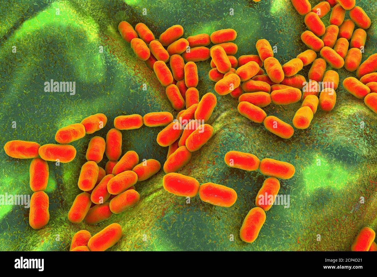 Kingella kingae bacteria, computer illustration. K. kingae is a Gram-negative coccobacillus that is part of the normal flora of children's throats. It Stock Photo