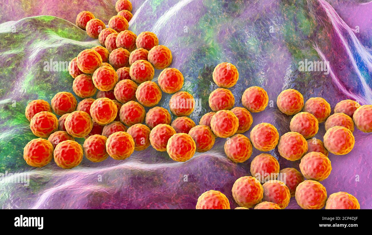 Staphylococci Bacteria High Resolution Stock Photography and Images - Alamy