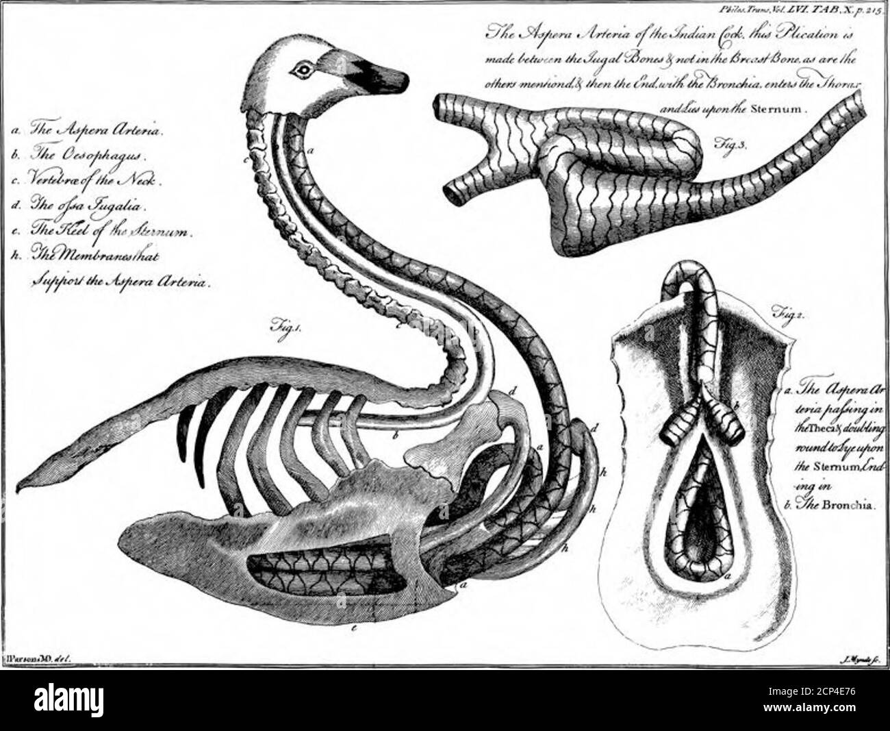 . An Account of Some Peculiar Advantages in the Structure of the Asperae Arteriae, or Wind Pipes, of Several Birds, and in the Land-Tortoise . o comprefs the lungs, permitted it toreturn to its firft fize, and rendered the whole bodyof the tortoife lighter. I have, in many kinds offifh, differed their fwimming bladders, and foundthat in great and fmall thefe are vefted with a ftrongmufcular membrane, which they are capable ofcontraflirig and dilating at will, whereby they areable to comprefs or expand the column of air withinvery confidcrably: this bears fbme analogy to thedetmfor mufcle of th Stock Photo