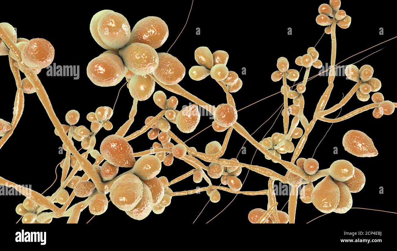 Fungus Sporothrix schenckii, causative agent of the infection ...