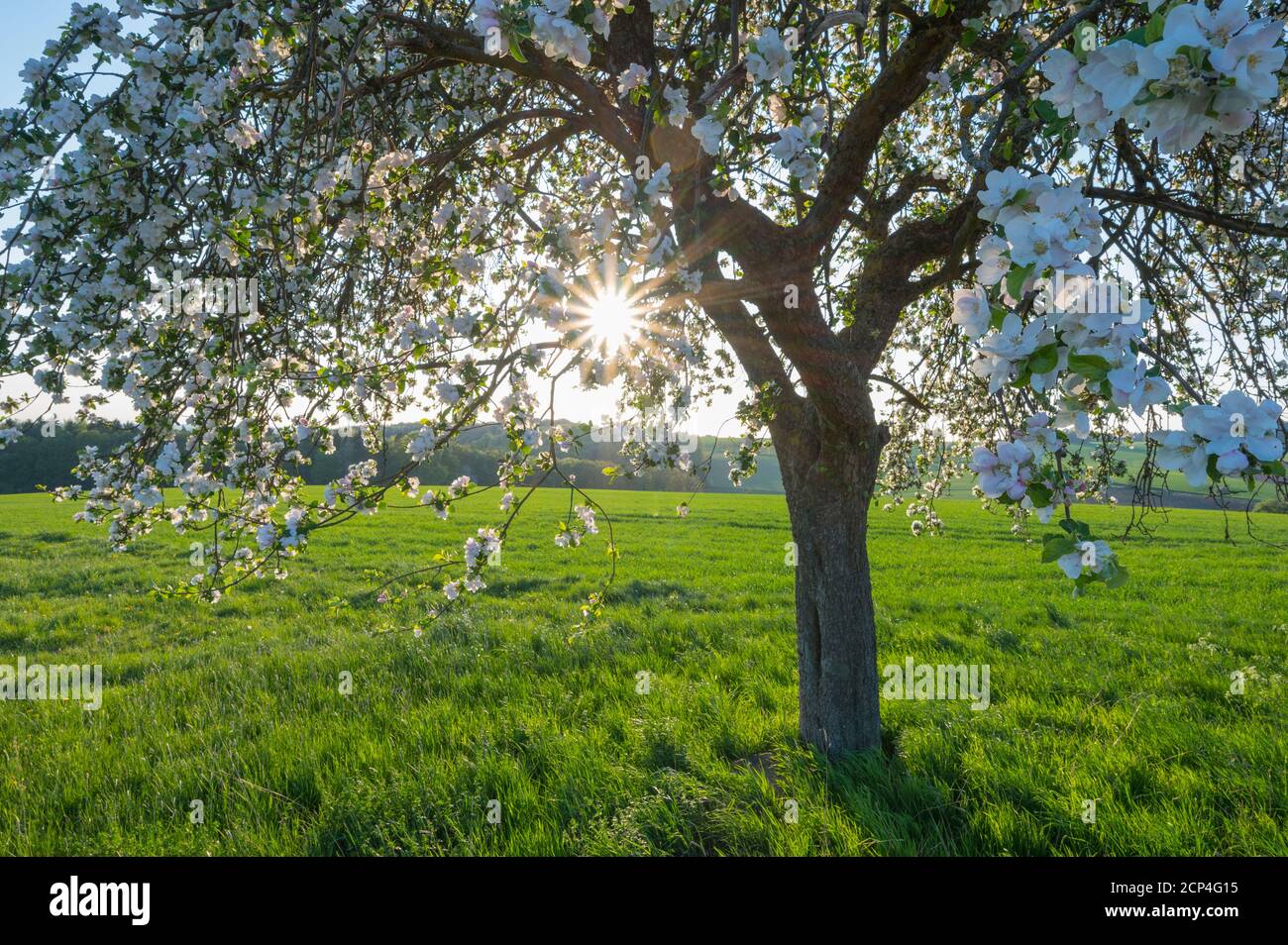 Cherry tree, blossom, meadow, evening, sun, spring, Wenschdorf, Miltenberg, Odenwald, Bavaria, Germany Stock Photo