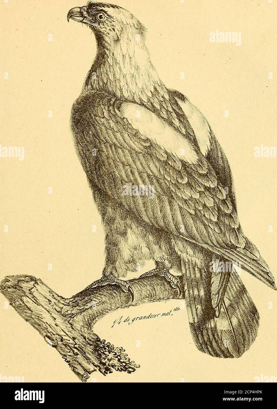 La Galerie Des Oiseaux Y C Ajpuy Ov Yuc Uhei Te Gt Hjca Uujart Ltth U R Tae Man 7 Gt R O Cz A F Y Ai Iiilaj I Letiacaj Y Lt 2fe Lt Zi Ha 6 Ma Hfa I I Stock Photo Alamy