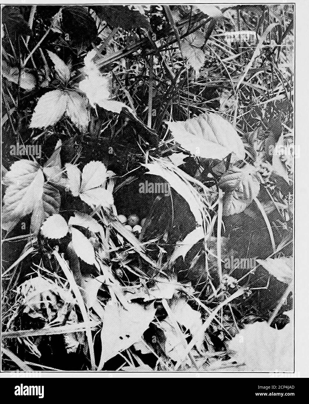 . The ornithology of Chester County, Pennsylvania . /■^-^^l Photo by A. C. Redfield WORM-EATING WARBLER NEST AND EGGS. Photo by A. C. Redfield BLUE-WINGED WARBLER NEST AND EGGS Annotated List loi (1897); ave. 15 yrs. May 14. Departure—Aug. 11 (1902)—Sept. 14 (1896);ave. 9 yrs. Aug. 23. 214. Oporornis agilis Connecticut Warbler. Raretransient. Dr. Montgomery collected specimensSept. 20 and 28, 1889, and saw another Sept. 25,all in West Goshen; and I took single birds on Sept.II, 1893 and Oct. 7, 1897 (Nos. 423 and 636, coll.F. L. B.). There are no spring records. Fall arrival—Sept. 19 (1893)—Oc Stock Photo