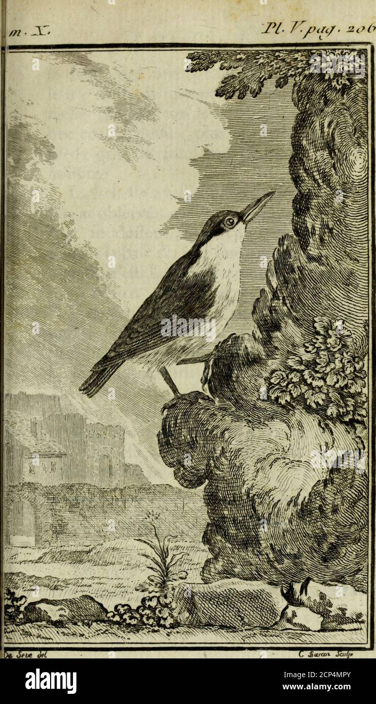 . Histoire naturelle des oiseaux . meile cinq à fîx gros feulement (n). Lepremier a toute la partie fupérieure dela tête & du corps, & même les deux pen-nes intermédiaires de la queue dun cen-dré bleuâtre*, la gorge & les joues blan-châtres*, la poitrine & le ventre orangés*,îes flancs, les jambes & les environs delanus dune teinte plus rembrunie tirantau marron -, les couvertures inférieuresde la queue blanchâtres, bordées de roux,sétendant à cinq lignes du bout de laqueue *, un bandeau noir qui part desnarines., pafTe fur les yeux & sétend enarrière au-delà des oreilles*, les grandescouvertu Stock Photo