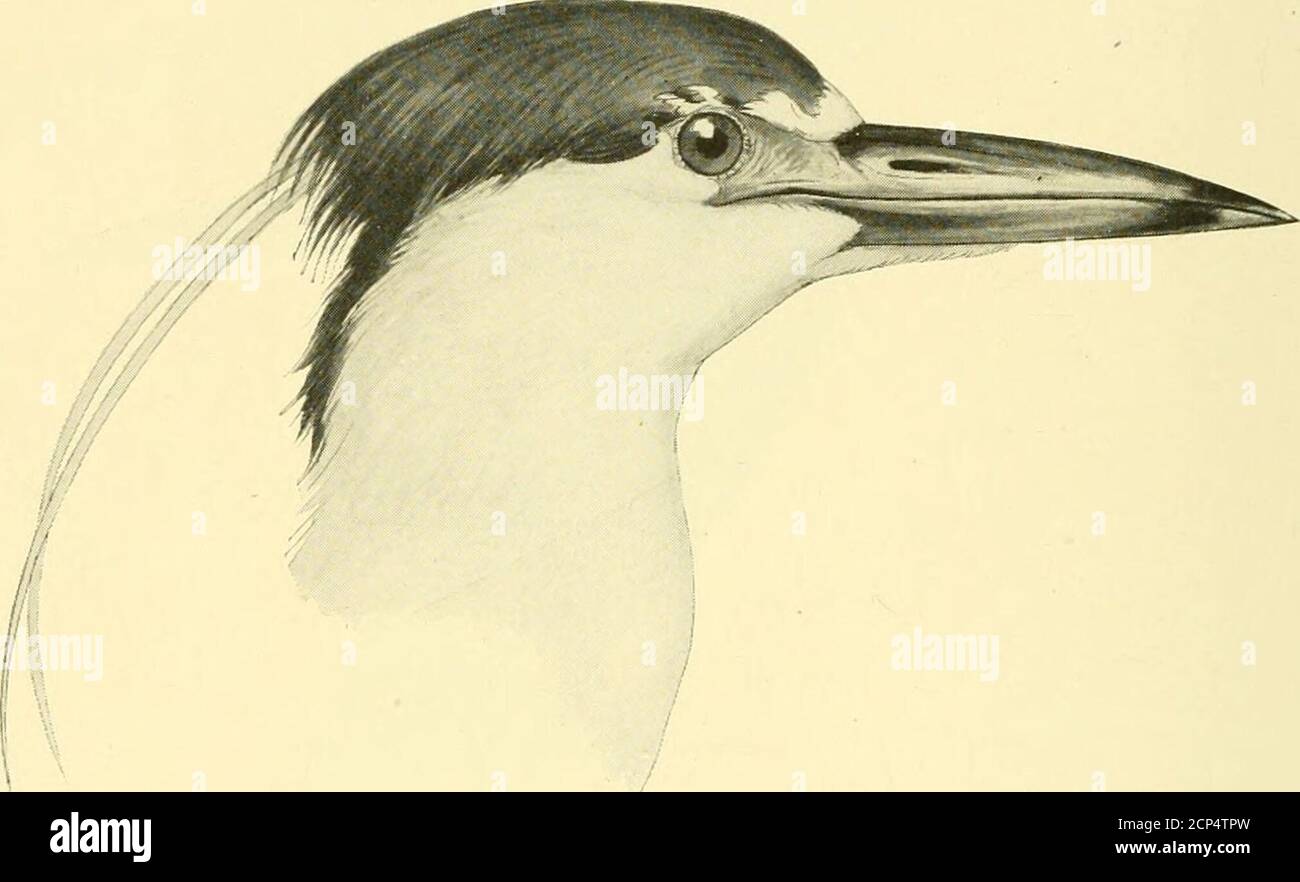 . Hunting and fishing in Florida : including a key to the water birds known to occur in the State . ARDEA VIRESCENS Liiin.Little Green Heron. Top of tlie liead extending in a small crest dark green: neck chestnut; throat markedheavily with white; under parts pale purplish or ashy marked with white; back greenish, show-ing tinge of slate color: wing coverts green, feathers edged with bu£Ey white; bend of wingwhitish ; tail greenish, upper mandible black; lower mandible mostly yellow, dark on the top;legs yellowish green. Length, i6 inches: Wing, 6.50; Tail, 2.4c: Tarsus, 1.85 ; Bill, 2.30. This Stock Photo