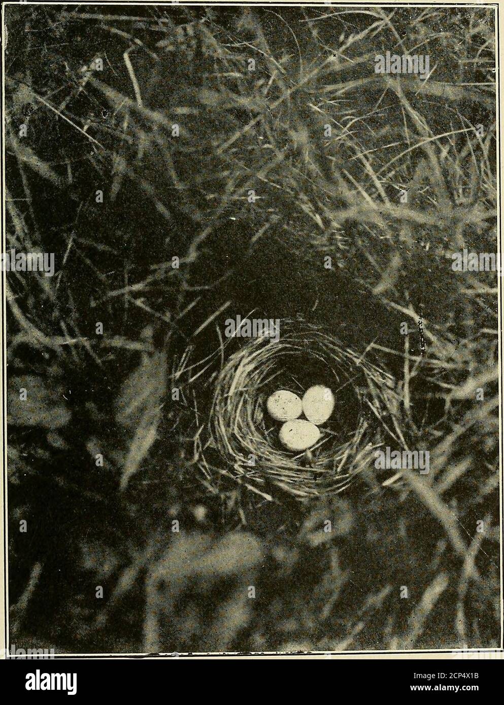 . The Oölogist: for the student of birds, their nests and eggs . half tones, showing the advance methods that now obtain in Oology.It contains the following special matter. 1. An introduction. 2 A history of Birds Egg Catalogues. 3. A history ofthis Catalogue. 4. Prices in this Catalogue. What they mean. 5. Directionsfor collecting and preparing eggs. 6. Copy of Standard Data Blank. 7. Illus-trations of proper way to mark eggs. 8. Illustrations showing proper cabinetarrangements of specimens. 9. Report of the Cfommittee of Twenty-five onprices. 10. Names both common and scientific of all North Stock Photo