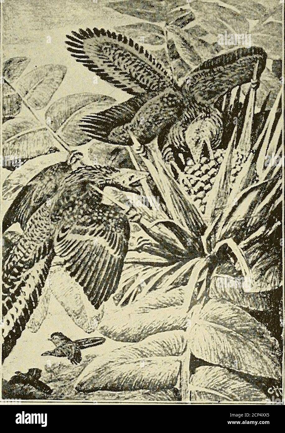 . The Oölogist: for the student of birds, their nests and eggs . Archaeopteryx macrura (lithographica)V. Meyer, from Zittel.. Heilmans Restoration of Archaeopteryx macrura,from Lull. 7a THE OOLOGIST 3. A. S. Woodward; Vertibrate Pa-laeontology, Cambridge UniversityPress, 1898. 4. Karl A. von Zittel: Text-book ofPalaeontology, vol. II, Macmillanand Co., (London), 1902. Past two years I have been gamewarden on the Adirondack LeagueClub Preserve—a bird sanctuary of100,000 acres in the Moose River andWest Canada Creek Country. The private park is used to propa-gate and protect fish, birds, and qua Stock Photo