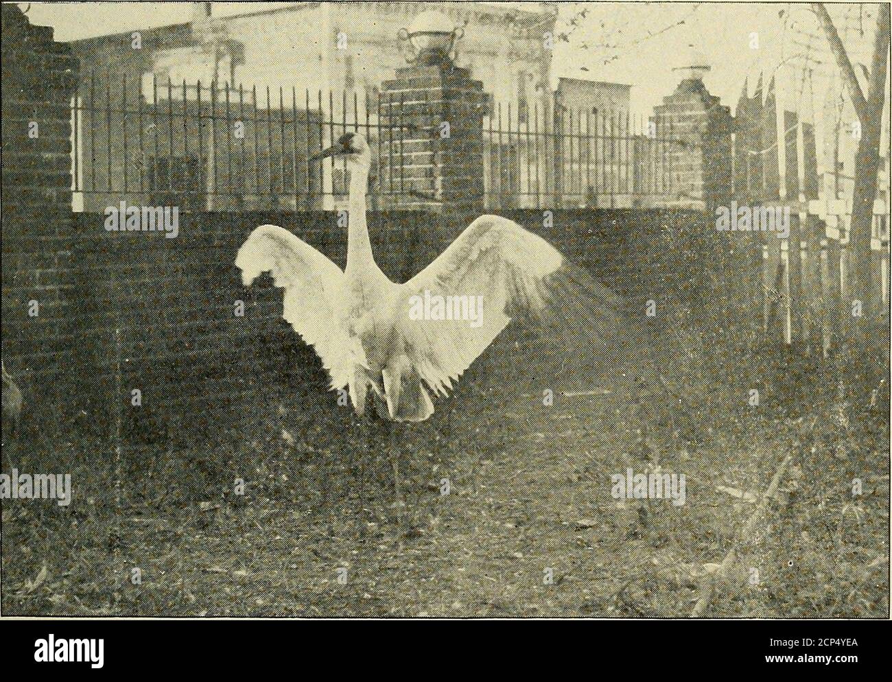 . The Oölogist: for the student of birds, their nests and eggs . Only Known Whopping Cranes in Confinement, the Propertyof K. C. Beck & Co., Hutchison, Kansas. THE OOLOGIST 59. Close Up View of a Whooping Crane Objecting to Being Photo-graphed in the Park of K. C. Beck & Co., Hutchison, Kansas 60 THE OOLOGIST SOME NOTES ON THE LIGHT-FOOTED RAIL (Rallus levipes. A. 0. U. No. 210.1)The above species is one of the fastdisappearing birds of California. Al-ways a very locally distributedspecies. It is, or rather was confinedto the very few tidal marshes and la-goons of Southern California. The bird Stock Photo