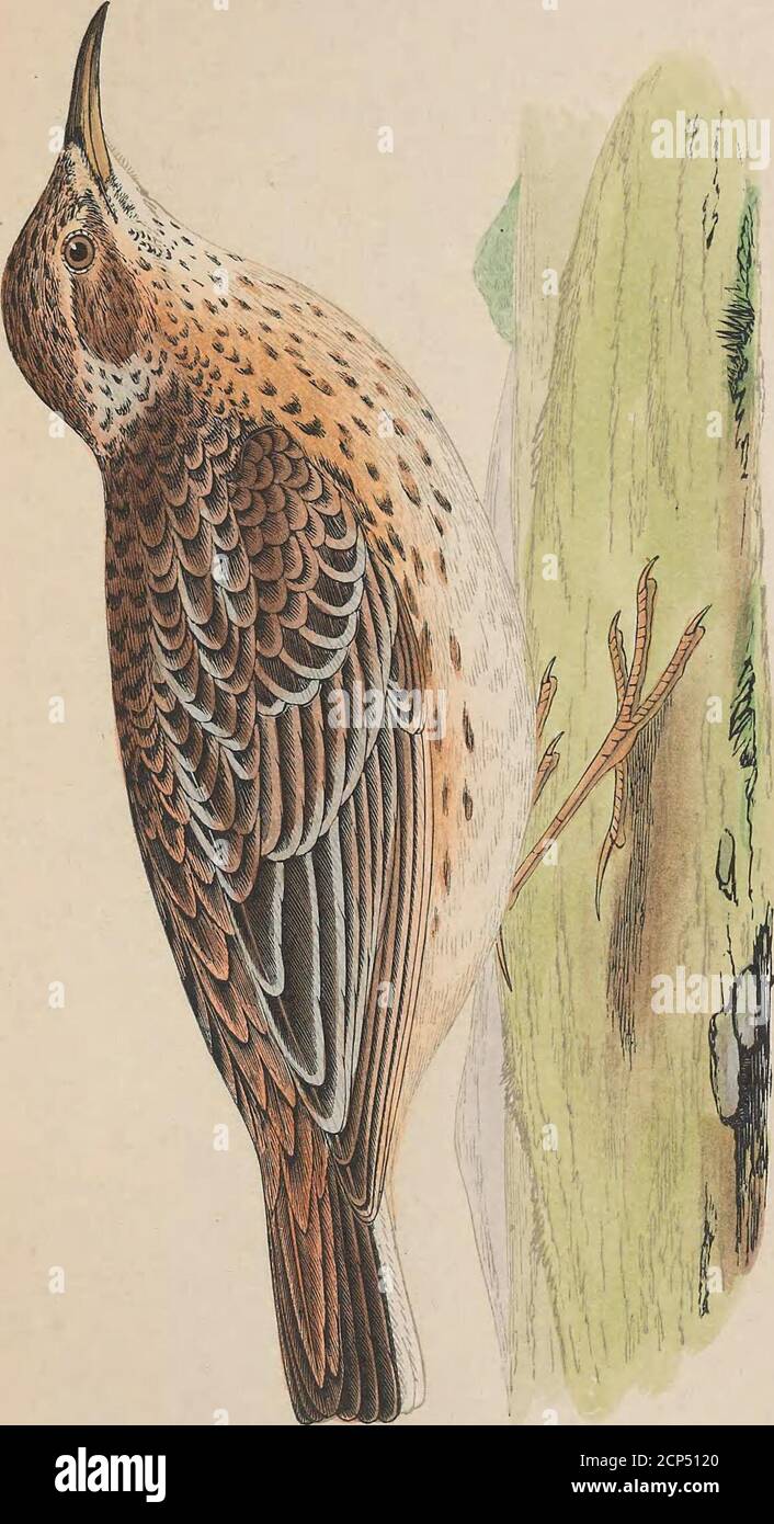 . A history of the birds of Europe, not observed in the British Isles . y Temminck et Laug, pi. col. 393;Gould, pi. 168; Cretschm, voy. de Rilppel, pi. 5. 2c 184 GRANIVORJ^.. Fmnily ALAUBID^. Genus Alauda. (Linnceus.) DUPONTS LARK. Alauda Dii.pontii. Alauda DuponfM,. ferruginea,Certhilaucla Duponti, Alouette Dapont,DiifonVs Lercke, ViEJLLOT; Faim. Fr., p. 173, (1828.)Temminck; Man. (1835.)Lesson. Schinz. SCHLEGEL. DeGLAND. Mtjiile (?) Orn. Griecli, p. 35.Bonaparte; Consp. Av., p. 246.Tristram; Ibis, vol. i., p. 427.LocnE; Cat., p. 85.Of the Frenc:h.Oe the Germans. Specific Characters.—Beak as Stock Photo