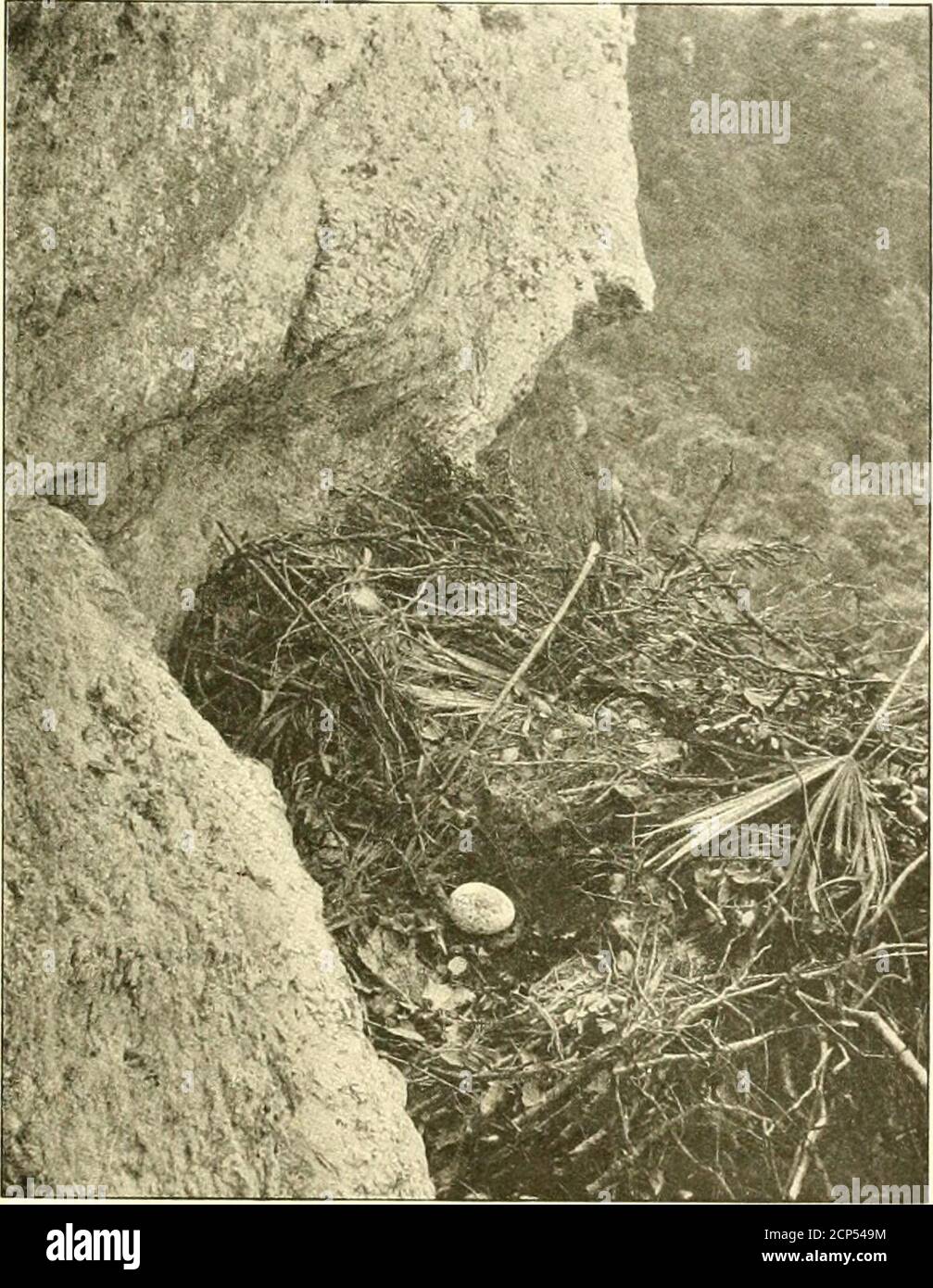 . My life among the wild birds in Spain . and laid oneegg which was unfortunately taken ; the female then proceededto site A, and laid a second egg, but this nest being easilyreached was so disturbed that they forsook it. Unluckily theywere weak enough to return once again to the same site Ain the sixth year, and access being easy the eggs were eventuallytaken. The seventh year they returned to site C, and laid twoeggs. Besides these three sites thus used in rotation as described,I came across a fourth site, where I was told they had at timesnested in former years, but, beyond seeing the Eagle Stock Photo