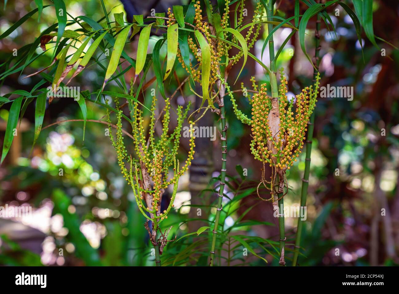 Distinctive bamboo type plants in the garden with a light filled blurred background Stock Photo