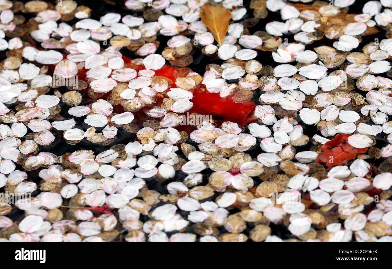 A red carp swims in a pond covered with petals of cherry blossoms in Tokyo, Japan April 15, 2017.   REUTERS/Toru Hanai Stock Photo