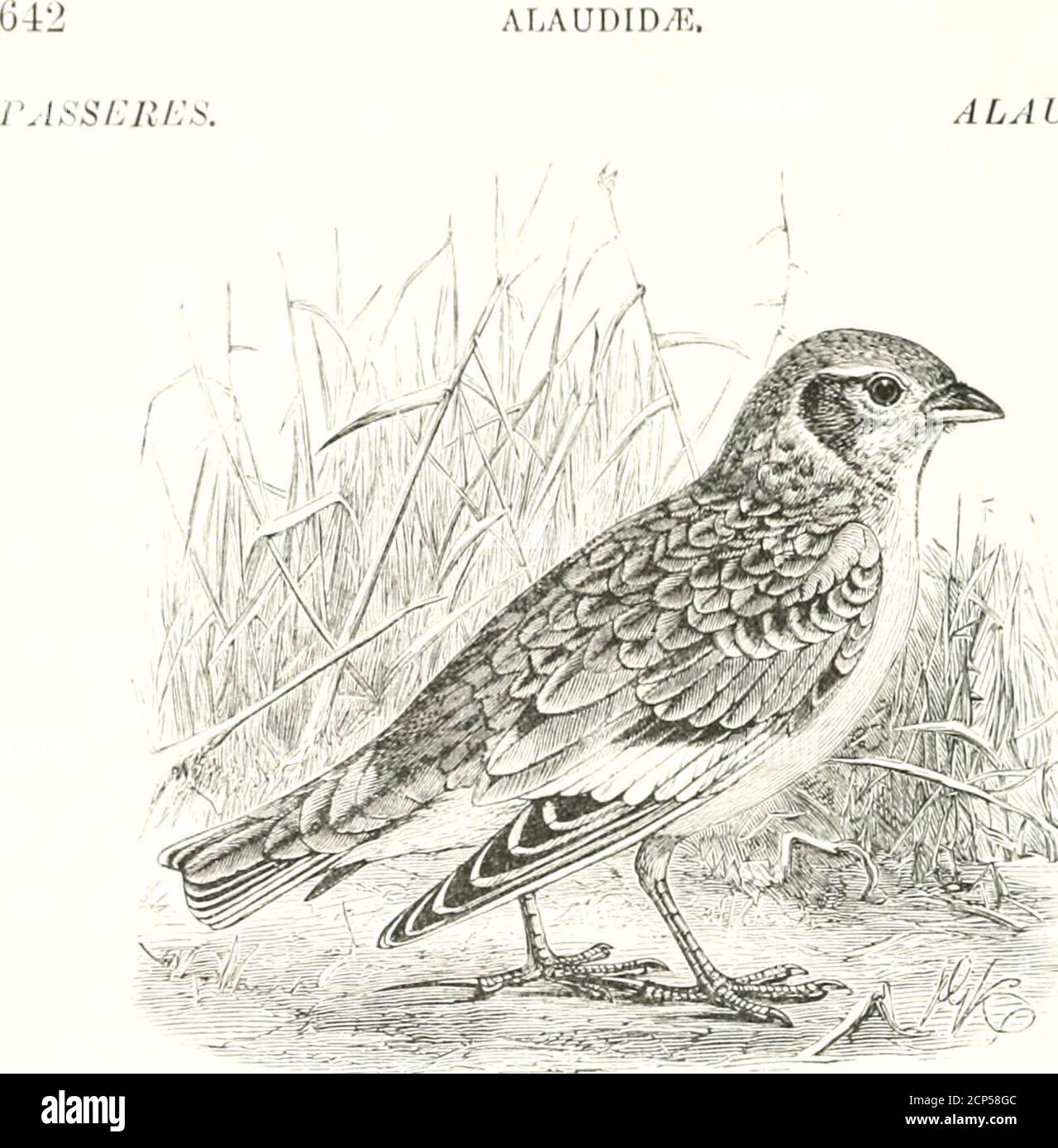 . A history of British birds . pped with dull white,the middle pair broadly edged with bright sandy-grey; chin,throat and lower parts generally, dull white, clouded on thesides of the neck with fawn-colour, so as to form an ill-defined darker patch, on the upper part of which are a fewdark brown feathers; flanks pale mouse-colour; legs, toesand claws, light brown. The sexes are hardly distinguishable in plumage; but thefemale is said to want the dark marking on the sides of theneck and to be somewhat duller in tint. The young havethe outer edge of each feather tipped with buff. The whole lengt Stock Photo