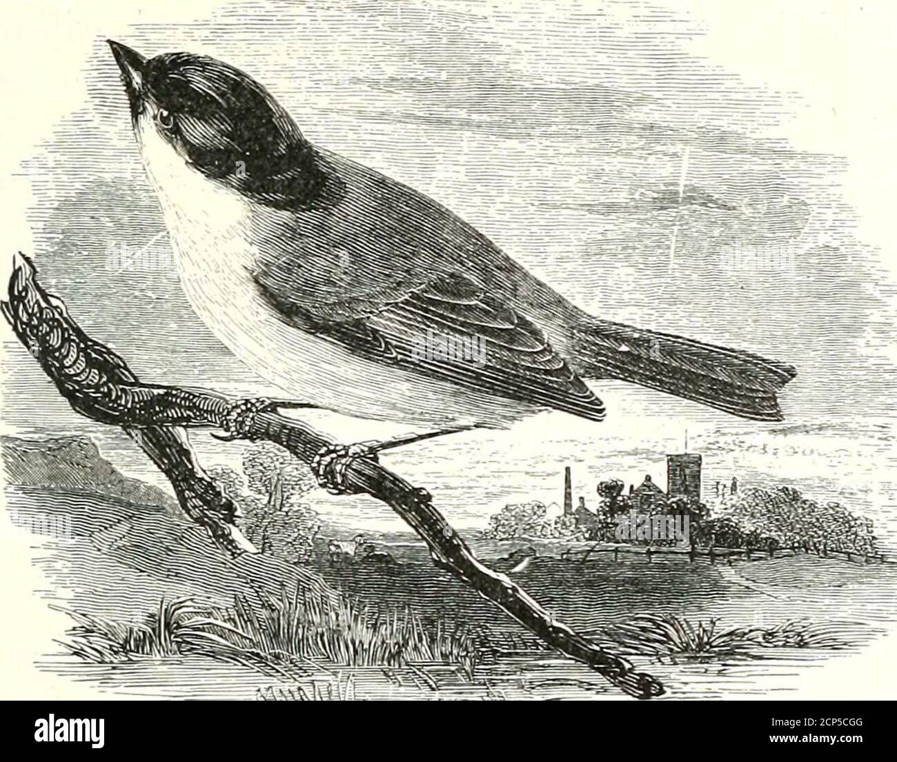 . A history of British birds . MARSH-TITMOUSE. PASSE RES. 495 PA RID A3.. Pahus palusteis, Linnaeus *.THE MAESH-TITMOUSE. Parus palustris. The Marsh-Titmouse, if not so generally distributed assome others of the genus, is yet plentiful as a species in manylocalities, and, as its name implies, is more partial than therest to low tracts of land bearing willows and alders, and toswampy ground near woods; but it is by no means confinedto such situations, and often visits orchards and gardens,though is does not much affect high trees, generally preferringcoppice and brushwood. Like its congeners, i Stock Photo