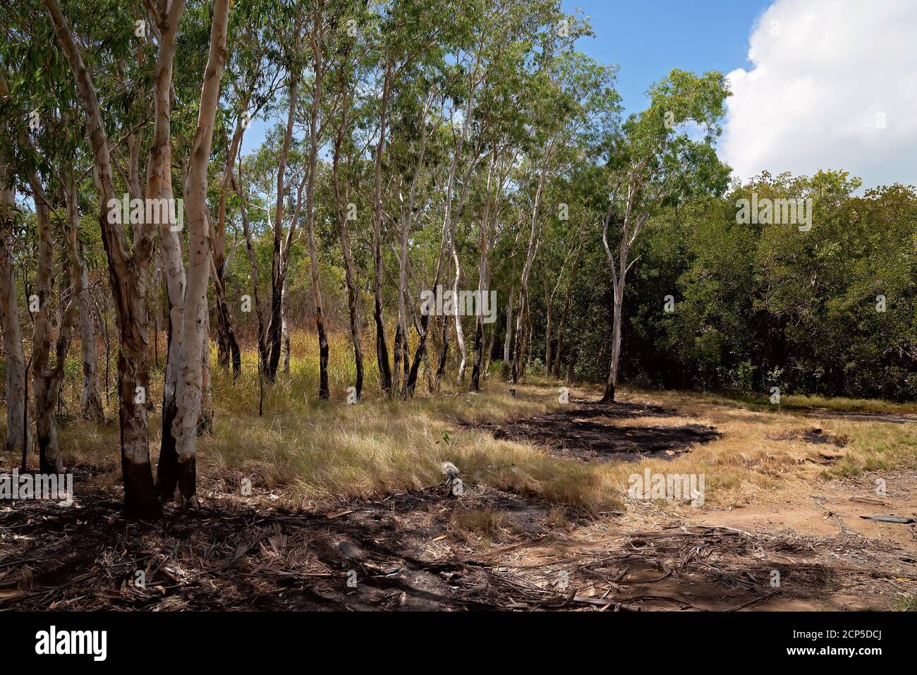 Controlled burning of bushland to reduce the hazard of a bush fire