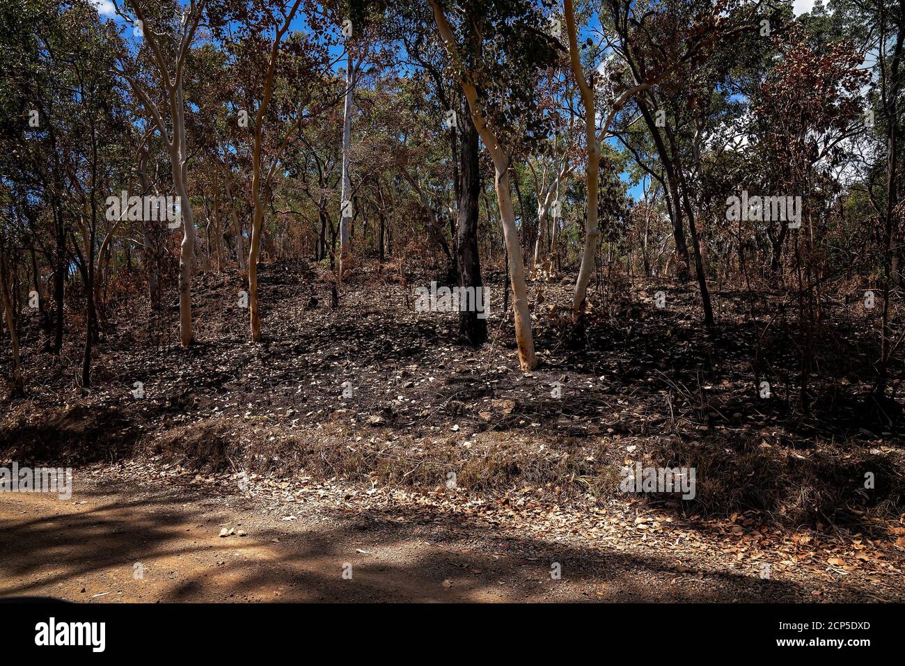Controlled burning of bushland to reduce the hazard of a bush fire