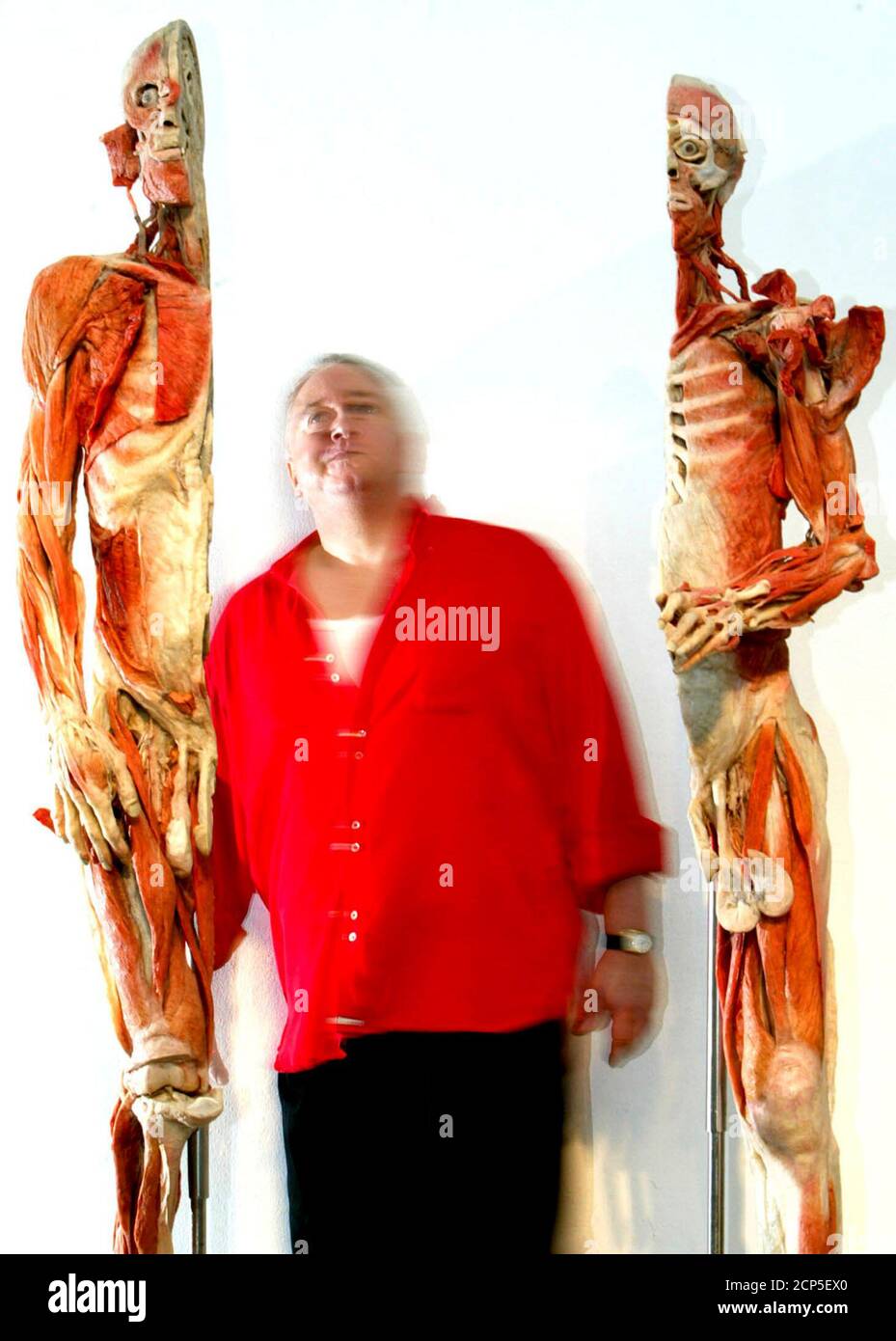 From the institute for plastination hires stock photography and images