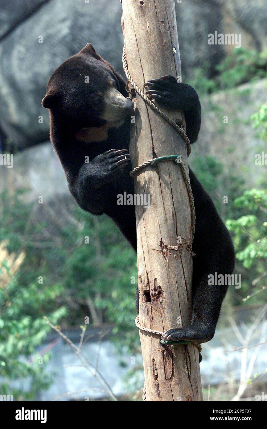 Lux, a four-year-old male sun-bear, climbs a post at a bear rescue centre at a zoo south of the Cambodian capital, Phnom Penh on July 14, 2003. Also known as the honey bear for its reputed love of sweet food, the sun bear is the smallest of all the bear family as well as being the least understood and one of the most endangered. Photo taken July 14. TO ACCOMPANY FEATURE CAMBODIA-BEARS REUTERS/Chor Sokunthea  ED/FA Stock Photo