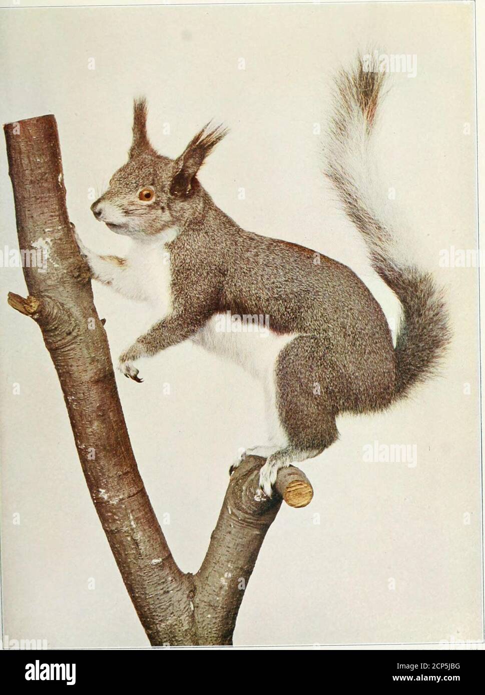 . www.flickr.com/photos/internetarchivebookimages/tags/book... . ABERTS SQUIRREL- Sciurus aberti). About !-•; Life-size. A GROUP OF RODENTS 123 Squirrels are frequently domesticated and become astame as any household tabby. Unfortunately, dogs and catsseem to show a relentless enmity toward them, as they dotoward all rodents. The squirrel is willing to be friendly,and no doubt would gladly affiliate with them, but theinstinct of the canine and the feline impels them to exter-minate it. THE ABERTS SQUIRREL* Aberts Squirrel is one of the handsomest as well as oneof the largest of the American sq Stock Photo