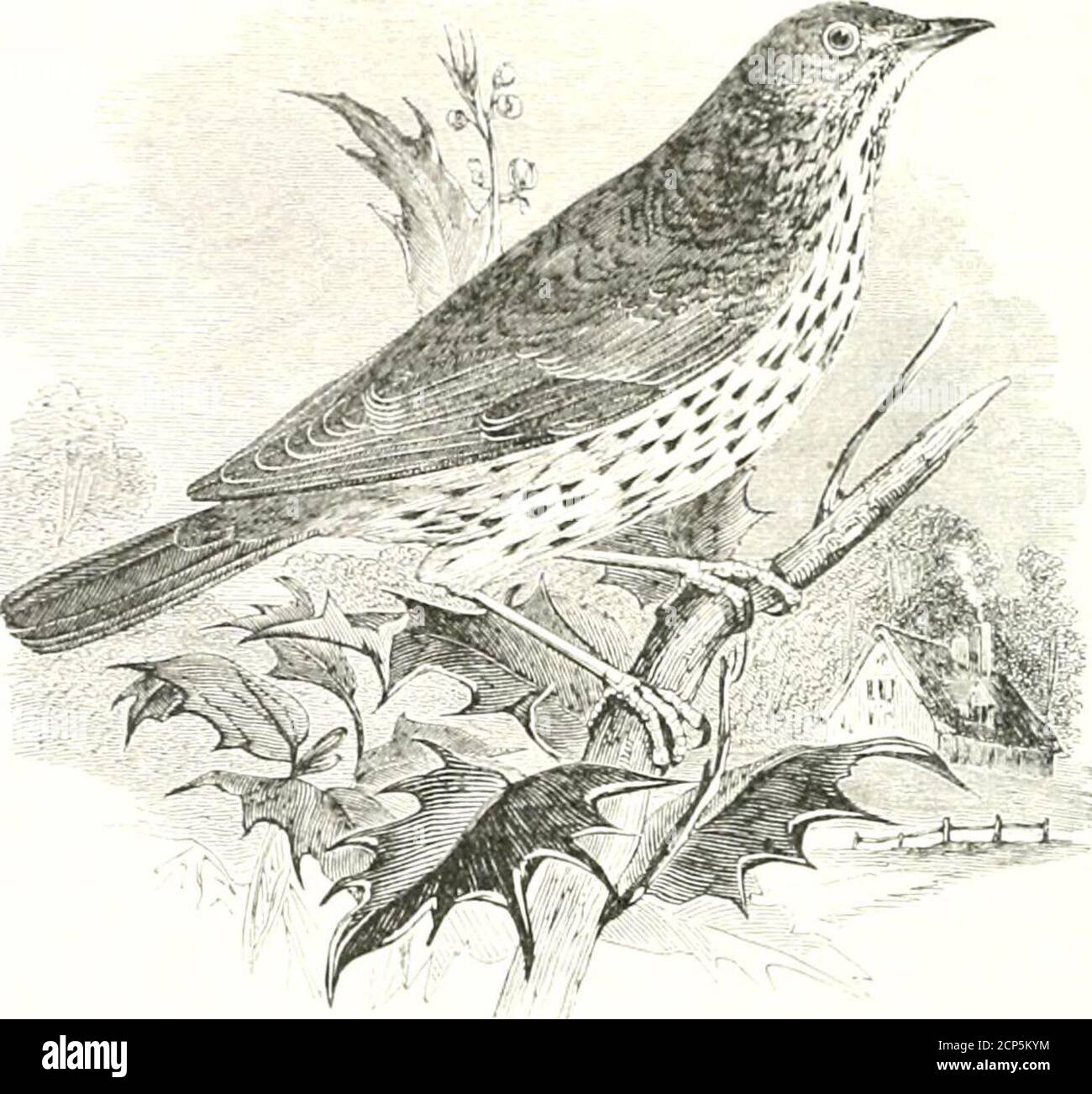 . A history of British birds . 264 Trunin.t: PASSE HES. TURDIDJ2. Turdus musicus, Linmeus*.THE SONG-THKUSH. TlL Ill/s in usu us. The Song-Thrush, Throstle or Mavis, is a well-knownand general favourite, chief!) from an opinion that it is thebest of our larger singing-birds, possessing to a greaterextent than others a combination of the three requisites—power, quality of tone, and variety. Its song is also con-tinued through a large portion of tinyear, beginning withthe first mild weather, lasting until the commencement ofthe moult, ami being often resumed in autumn. In additionto this greal re Stock Photo