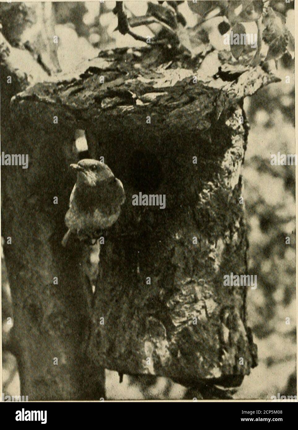 Bird Lore E Perch Ing Birds Do Not Take The Dust Bath Except The English Sparrow Thethrasher The Song Sparrow And The Wren I Am In Hopes That We Shalladd Greatly To Bird Lore E Perch Ing Birds Do Not Take The Dust Bath Except The English Sparrow Thethrasher The Song Sparrow And The Wren I Am In Hopes That We Shalladd Greatly To