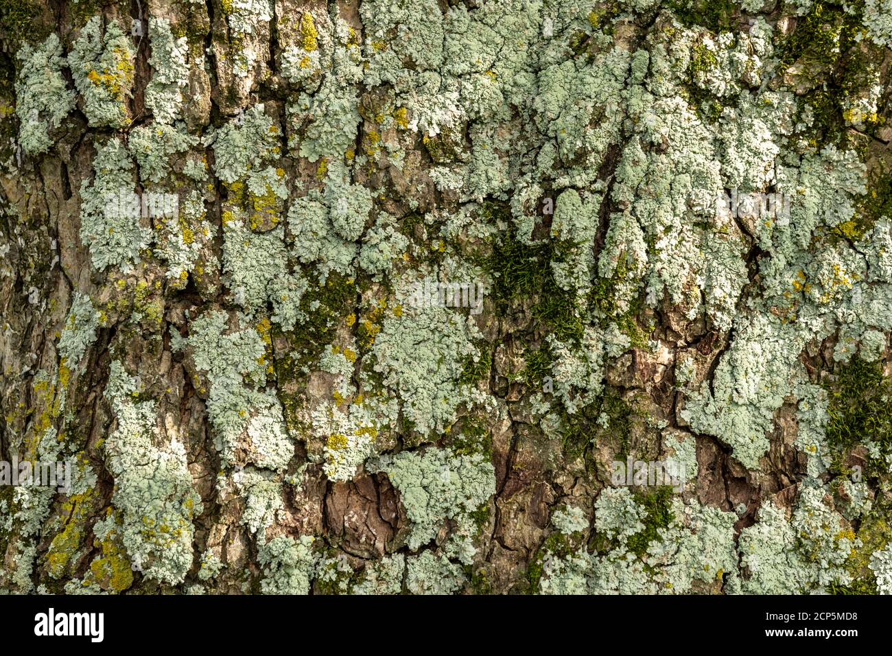 Detail of large tree bark texture background Stock Photo - Alamy