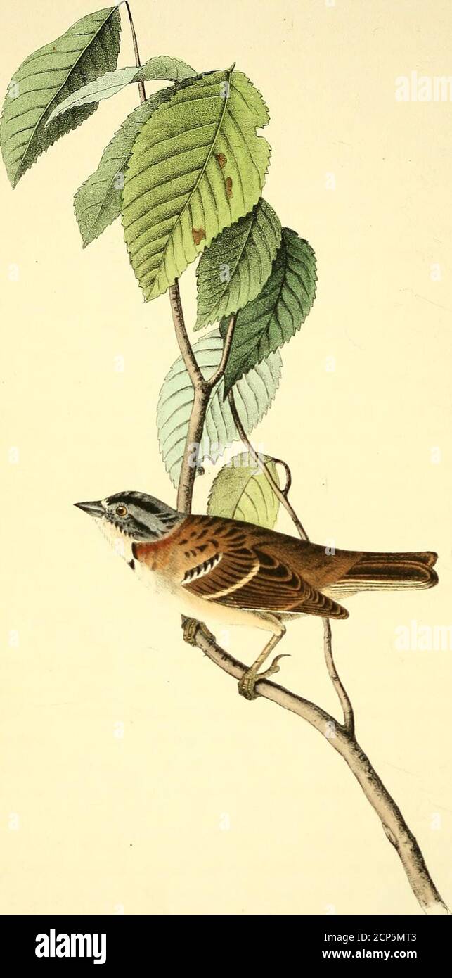 . The birds of America : from drawings made in the United States and their territories . h the same. Wings dark brown, the quillsmargined externally with reddish-brown, the coverts margined and tippedwith whitish. Tail-feathers uniformly dull brown. Length 6 inches, extent of wings S1; bill along the ridge , along the gap; tarsus 1, middle toe f, hind toe §. The female hardly differs in colour from the male. The Huckleberry or Blue-tangles. Vaccimdm prondosdm, Wittd., Sp. PL, vol. ii. p. 352. Pursch, Flor. Amer., vol. i. p. 285.—Decandria Monogynia, Linn—Ericm, Juss. Leaves deciduous, ovato- Stock Photo