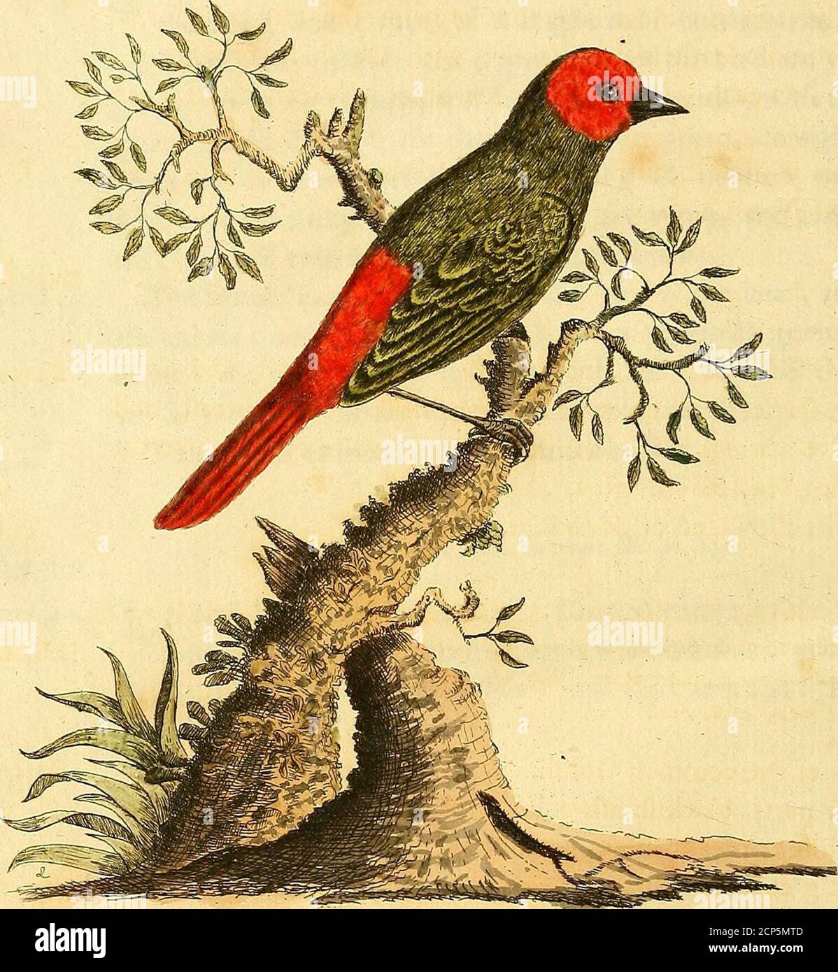 . A general synopsis of birds . ight red: between the bill andeye blueiih afh-colour: the upper parts of the bird are yellowifhgreen : the wing coverts, and fecondaries, greenifh, with red mar-gins : quills dufky : the breaft is olive green, changing intowhite on the belly and under the tail; all beneath variegatedwith broken dufky tranfverfe lines : the rump, and tail, brightred ; the laft even at the end : legs pale brown. The female has a pale yellow bill. top of the head, and neck,afh-colour : bafe of the wings, and rump, yellowifh green, infleadof red: the tail brown, edged with dull red. Stock Photo
