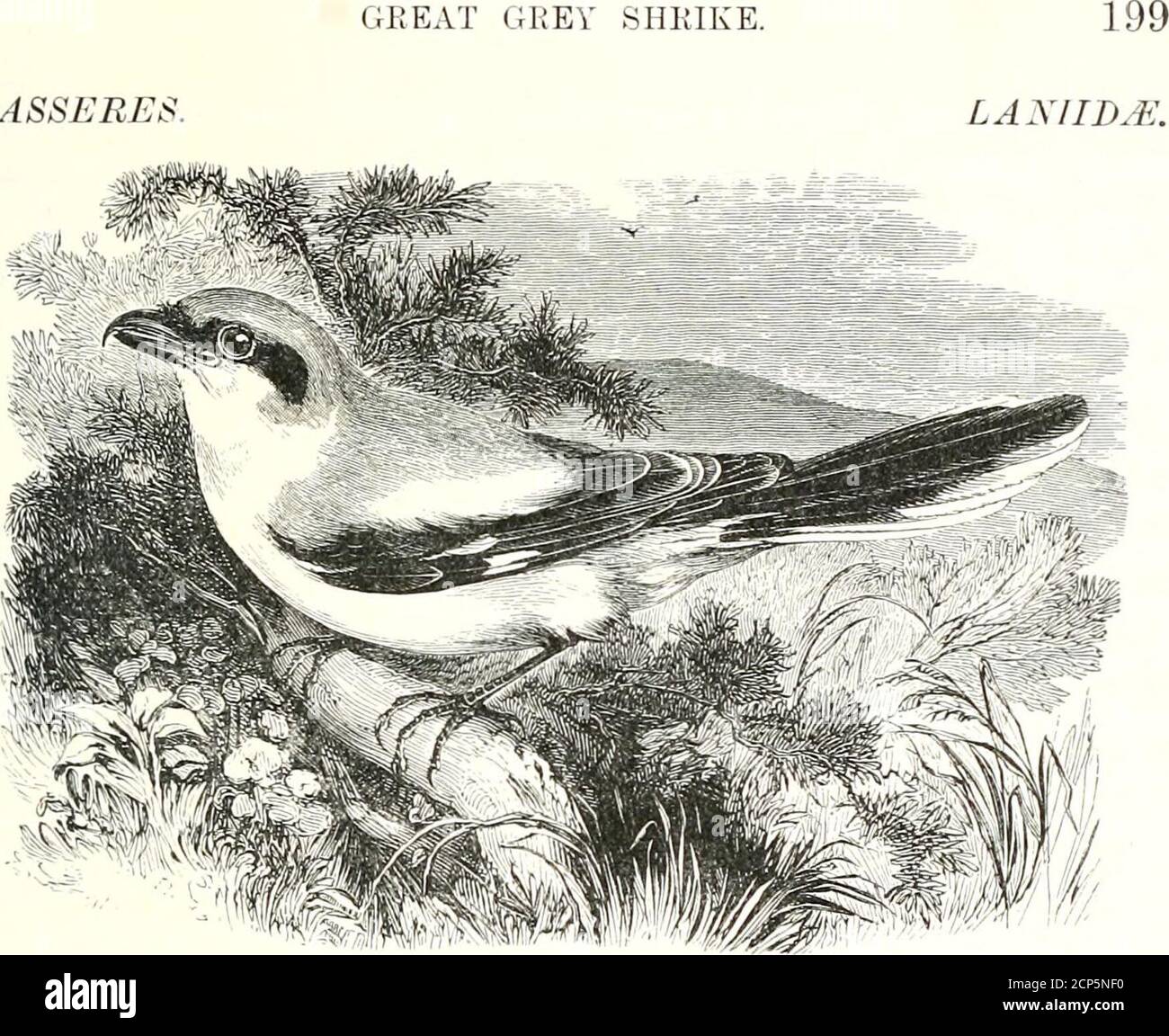. A history of British birds . dwhite; back and wings darker buff speckled with grey, andspotted with black and white; upper surface of tail-featherspale buff, with five transverse grey bars; all the under partspure white; the toes dusky, the claws brown. The wingsreach beyond the end of the tail, and the edges of the wingand tail-feathers have the appearance of being worn, thefibres forming the web being of unequal length, and thewings of these birds therefore, when moved in the air, makevery little or no noise. In some specimens, generally foundon dissection to be females or young males, the Stock Photo