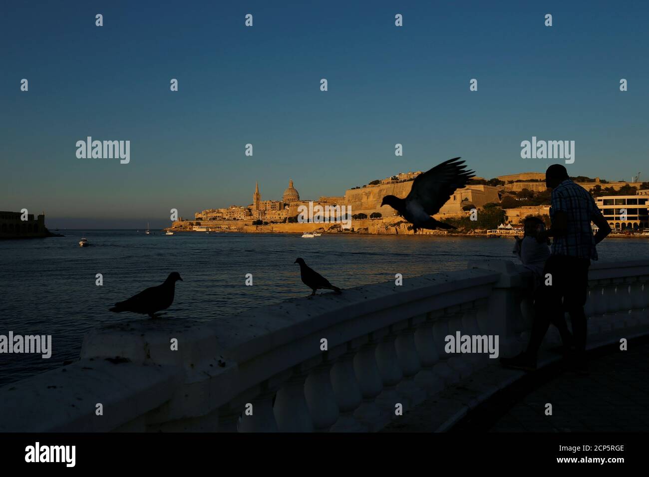 Malta animal hi-res stock photography and images - Page 19 - Alamy
